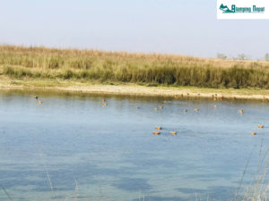 Bird in chitwan national park