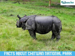 facts about chitwan national park