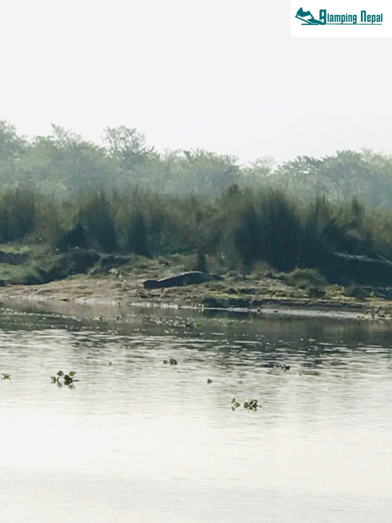 reptiles in chitwan national park