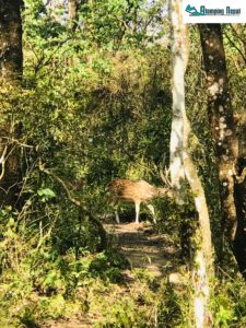 spotted deer at chitwan national park